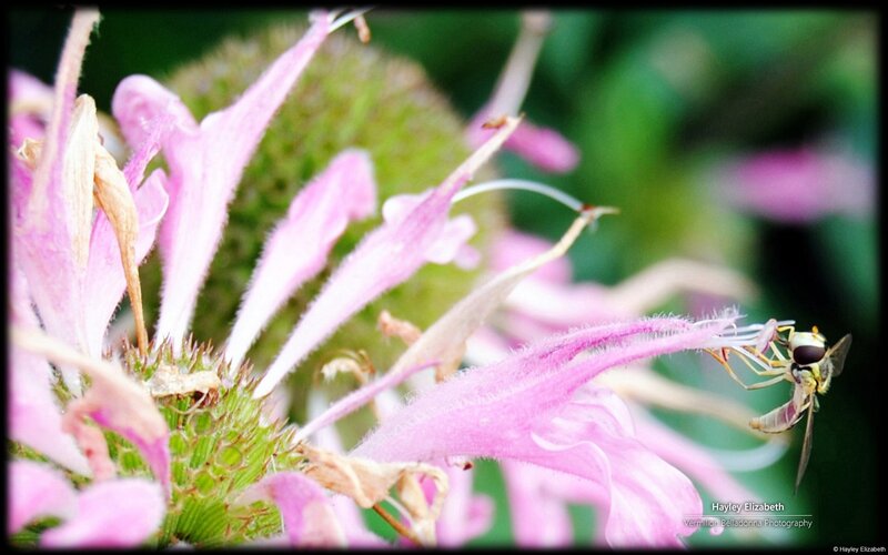 Bee on Pink Flower — Natural, Summer, Photograph