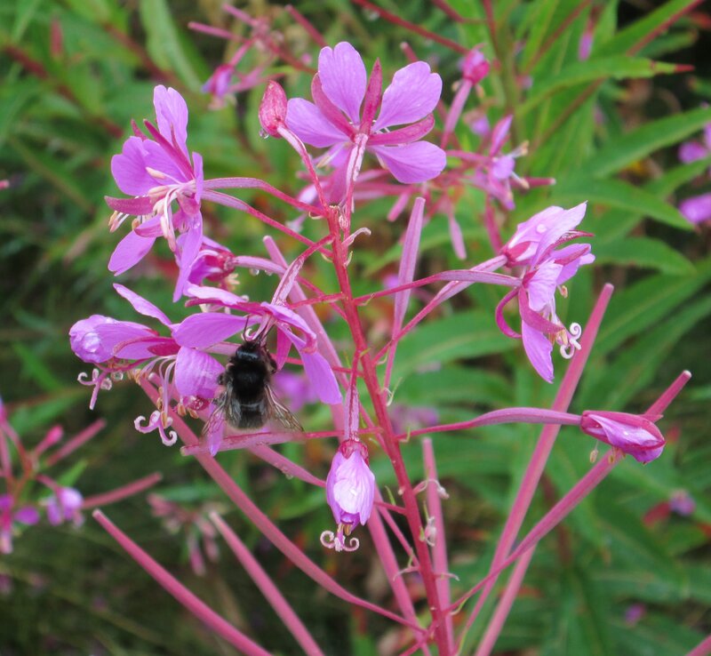 Bee on Pink Flower — Natural, Summer