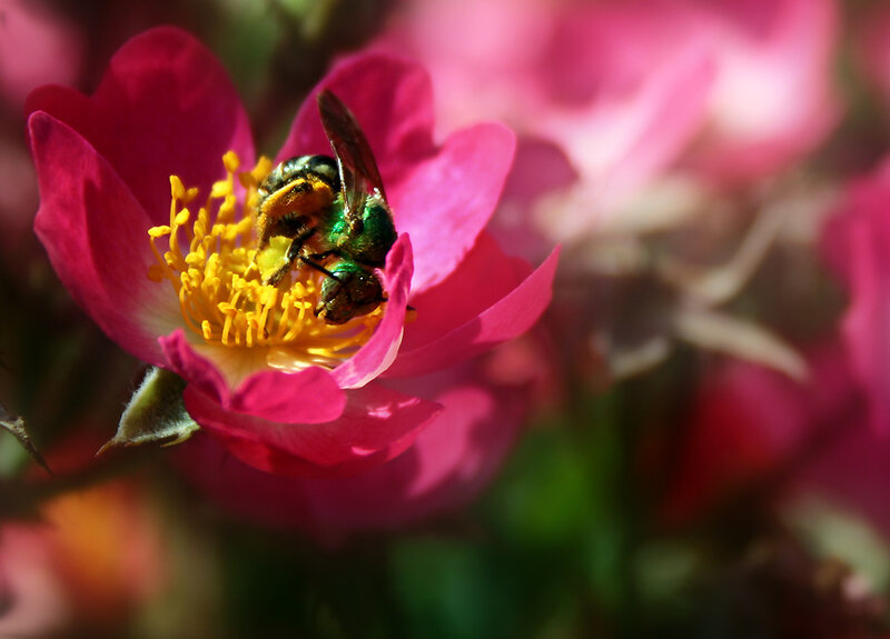 Bee on Pink Flower — Natural