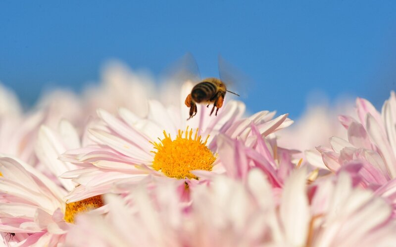 Bee on Pink Flower — Serene, Afternoon, Photograph, Sky, Yellow