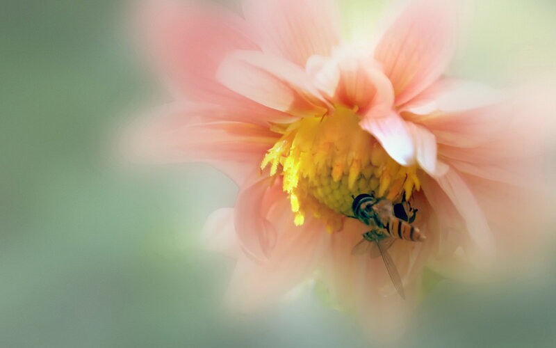 Bee on Pink Flower — Serene, Afternoon, Photograph