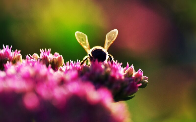 Bee on Pink Flower — Serene, Afternoon
