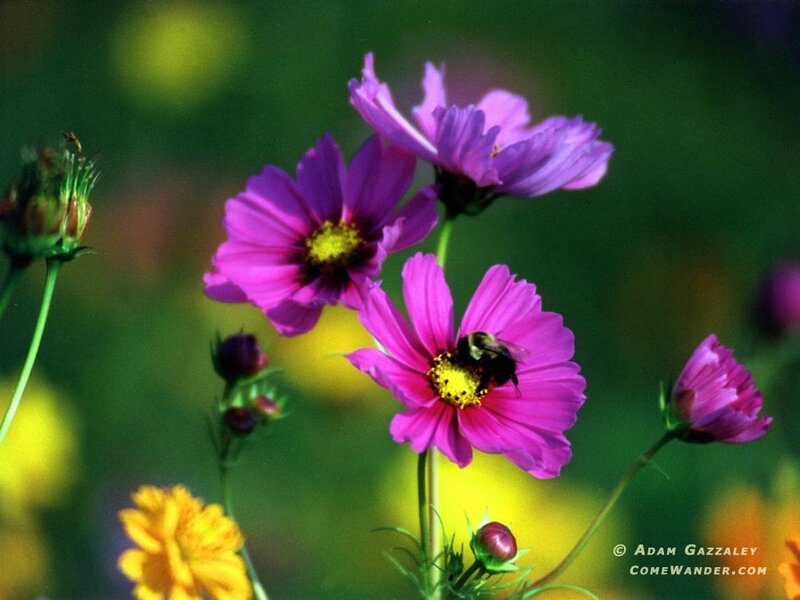 Bee on Pink Flower — Serene, Daytime