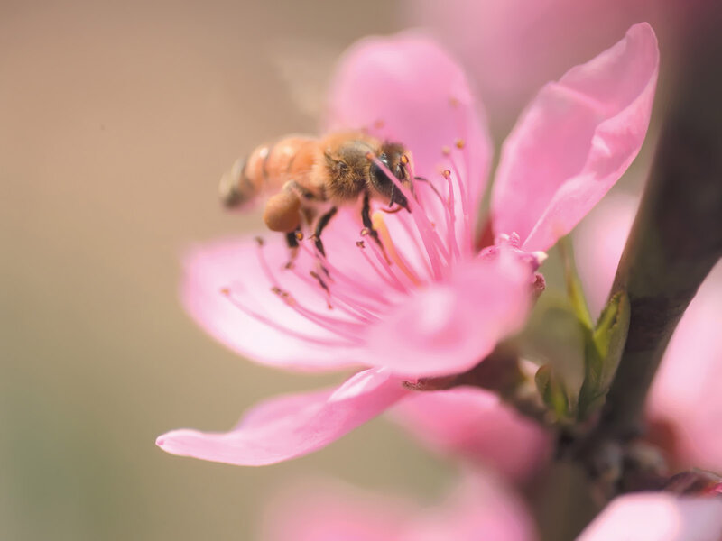 Bee on Pink Flower — Serene, Spring, Photograph, Branch