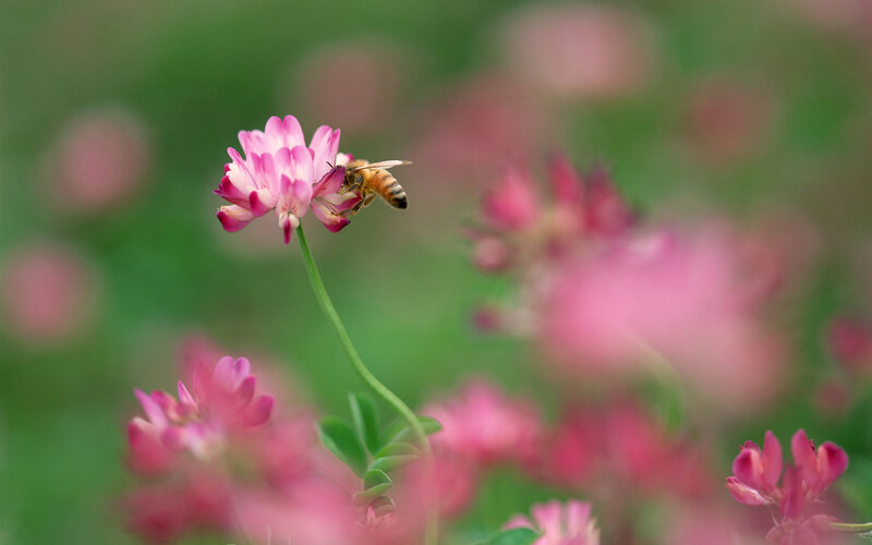 Bee on Pink Flower — Serene, Spring, Photograph, Greenery, Green