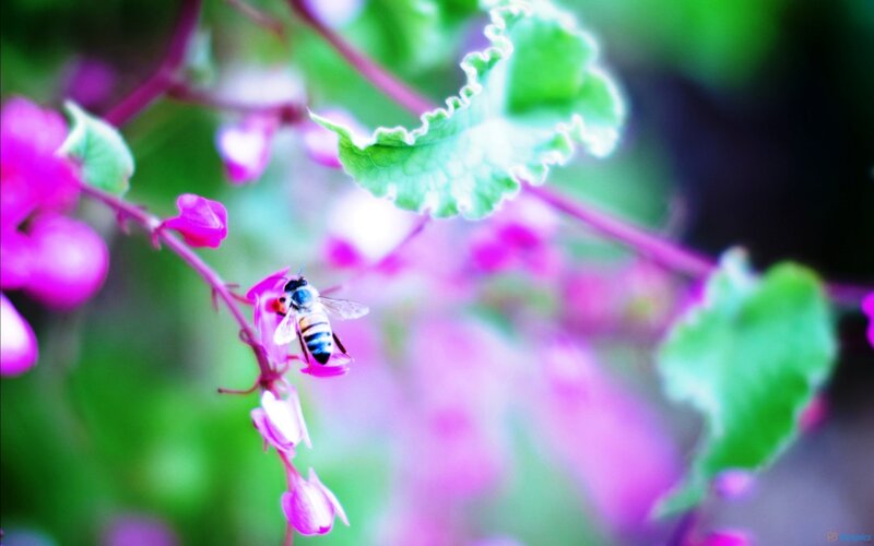 Bee on Pink Flower — Serene, Spring, Photograph, Leaf