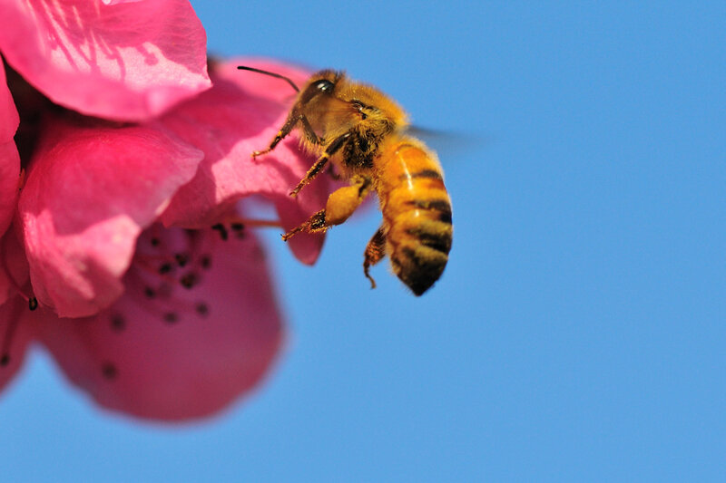 Bee on Pink Flower — Serene, Spring, Photograph, Sky