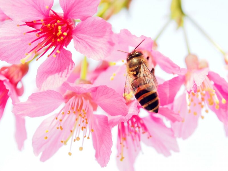 Bee on Pink Flower — Serene, Spring, Photograph, Stamen