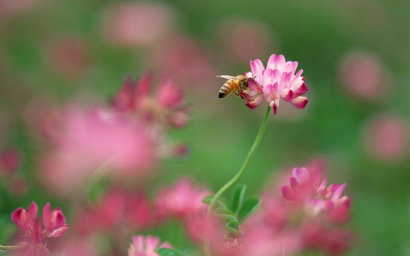 Bee on Pink Flower — Serene, Spring, Photograph, Stem