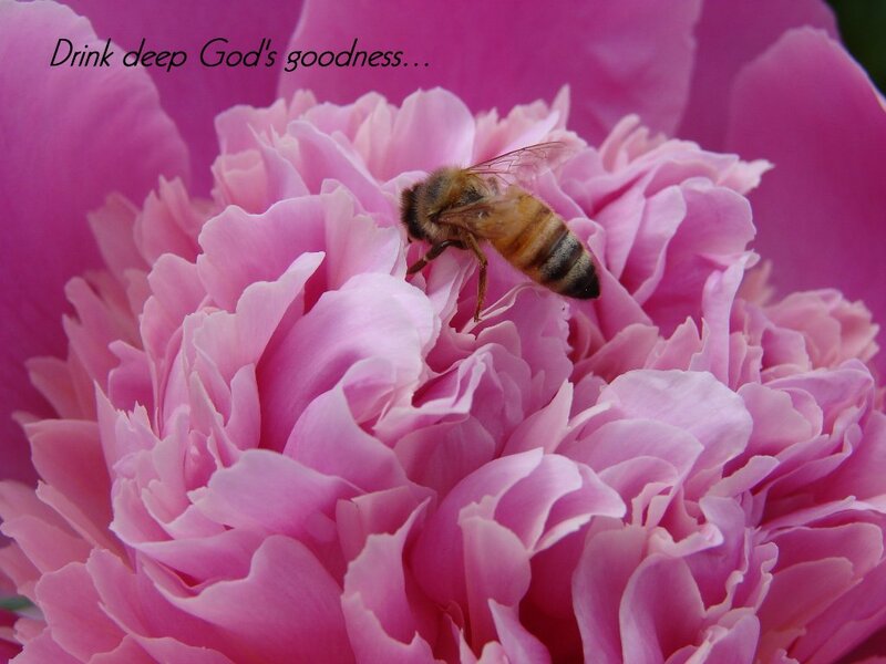 Bee on Pink Flower — Serene, Spring, Photograph, Text
