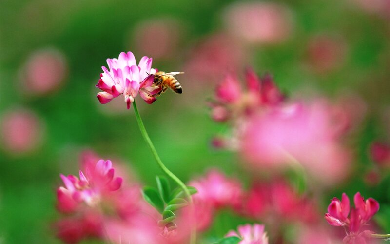 Bee on Pink Flower — Serene, Spring, Photograph