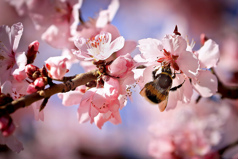 Bee on Pink Flower — Serene, Spring