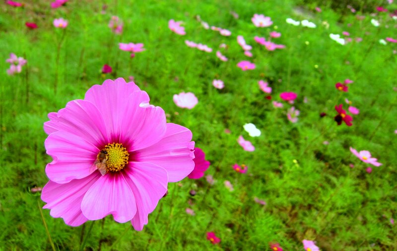 Bee on Pink Flower — Serene, Summer
