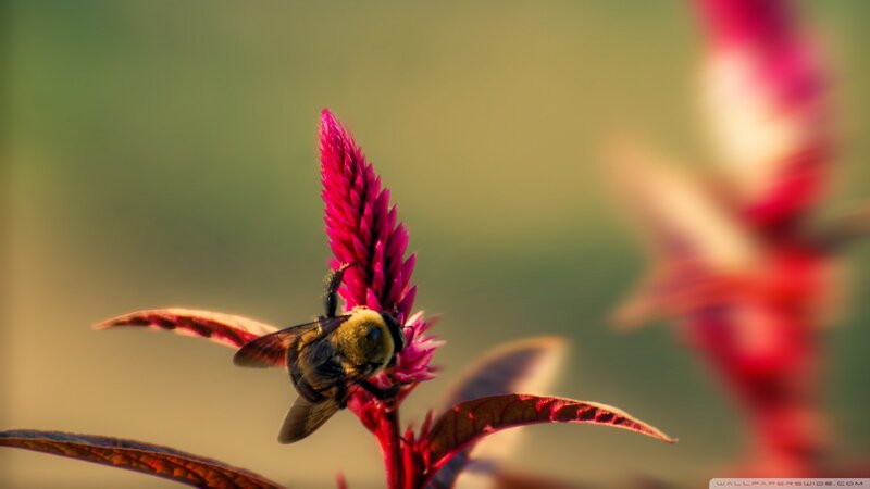 Bee on Pink Flower — Serene, Sunset