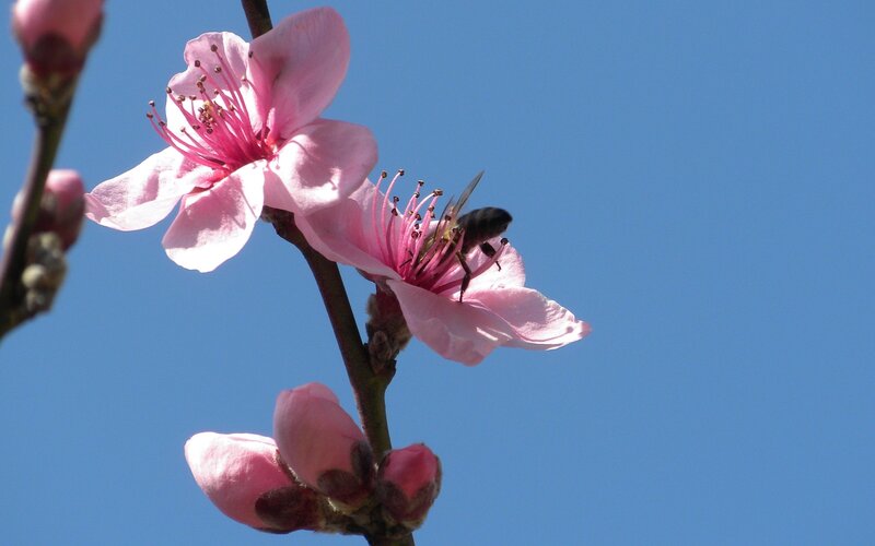 Bee on Pink Flower — Serene