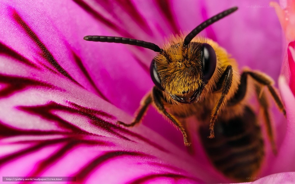 bee on pink flower