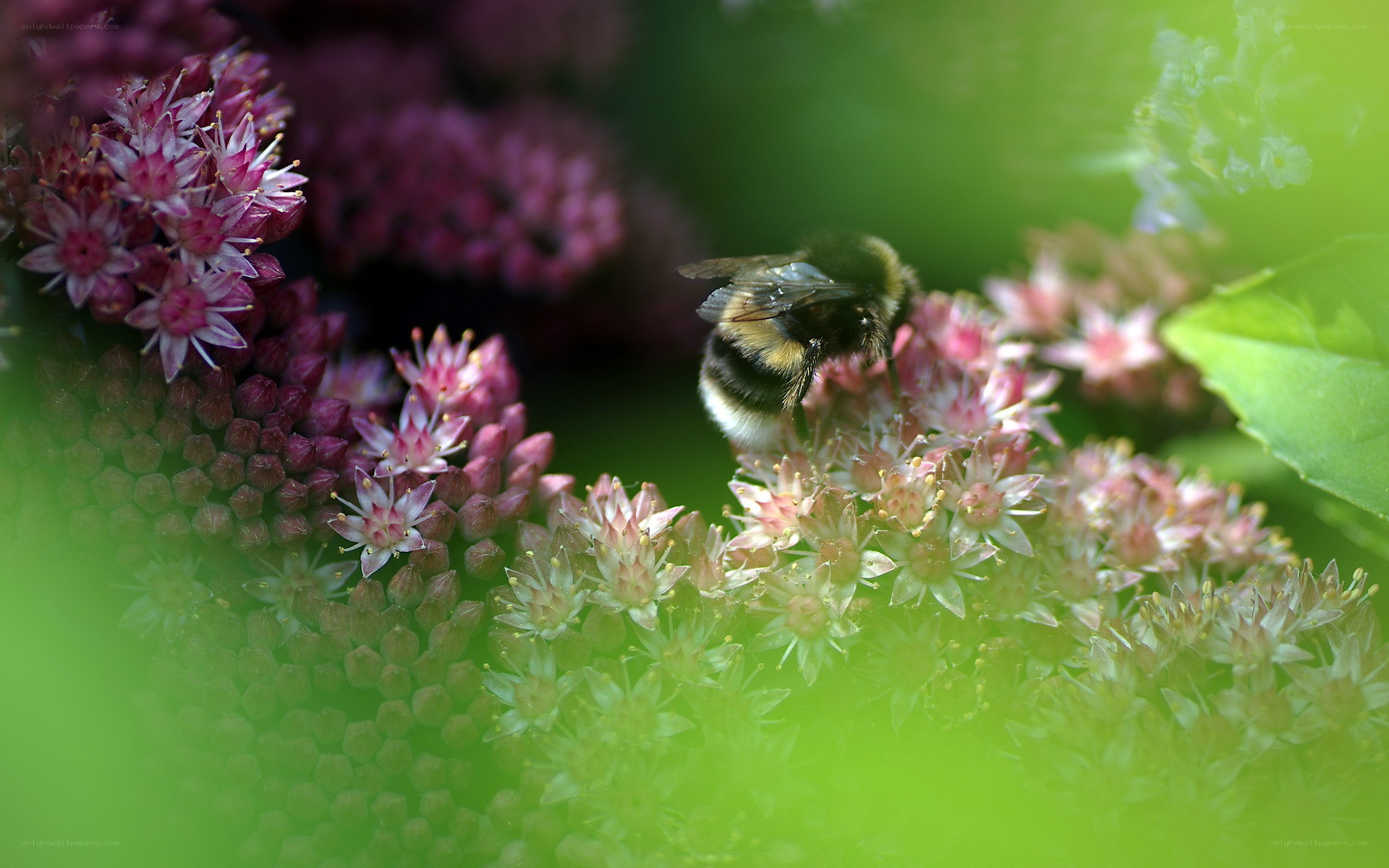 Bee on pink flowers