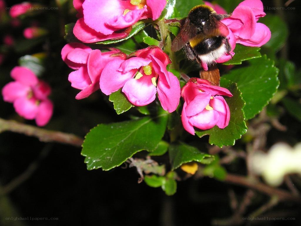 bee on pink flowers