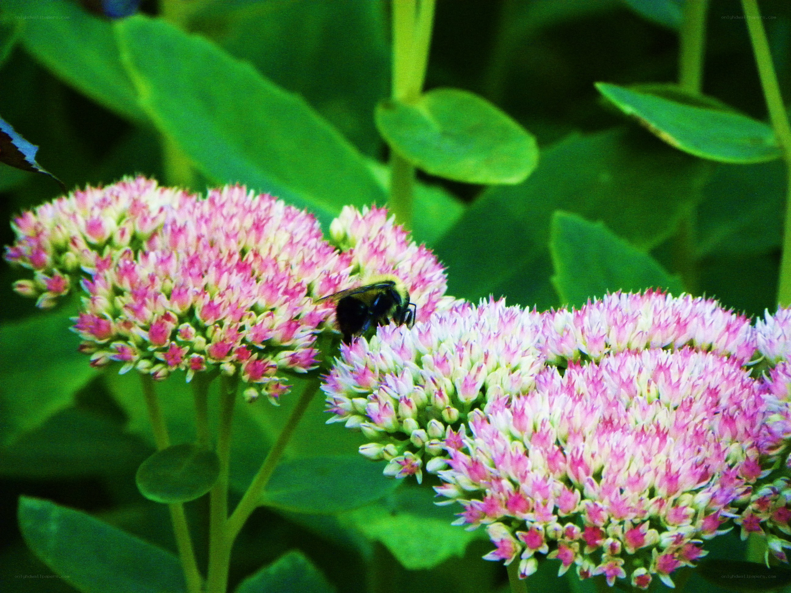 bee on pink flowers