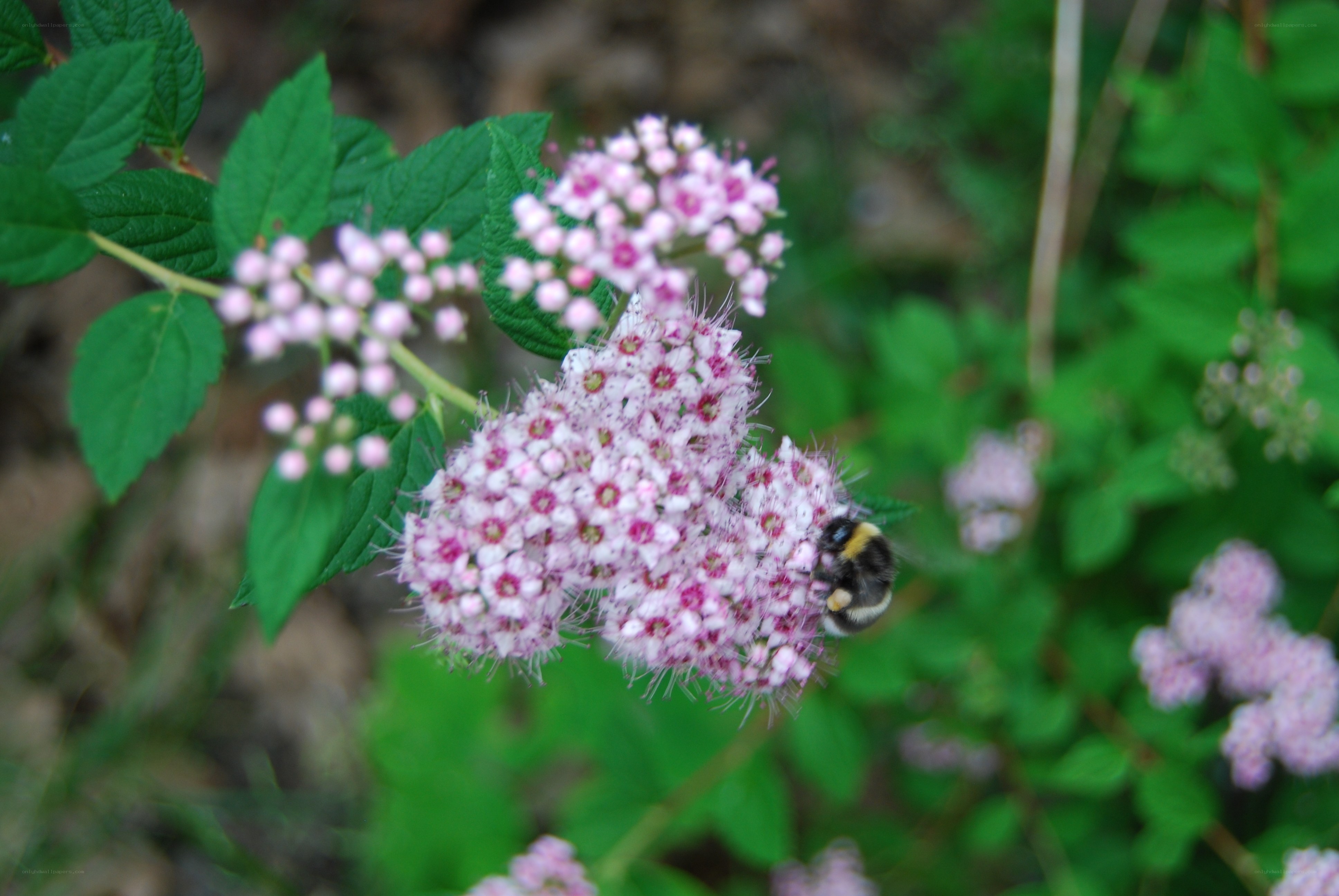 bee on pink flowers