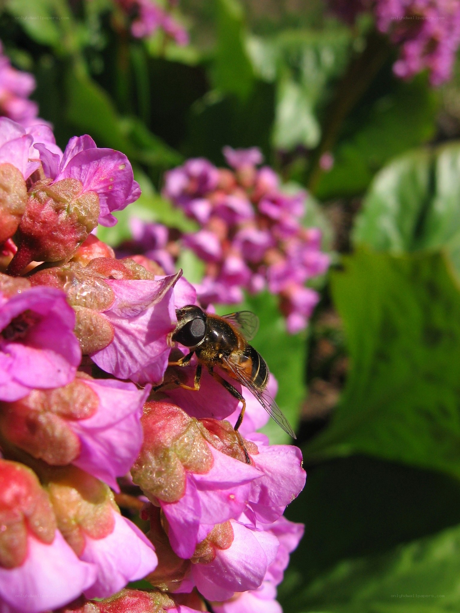 bee on pink flowers
