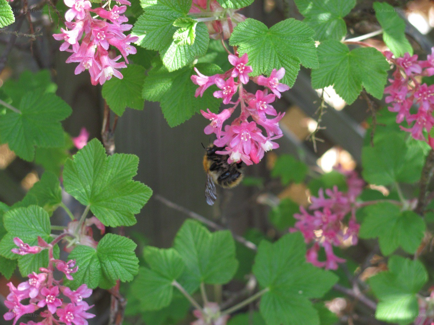 bee on pink flowers