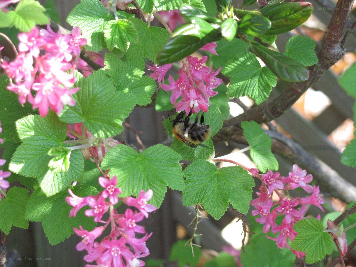 Bee on pink flowers