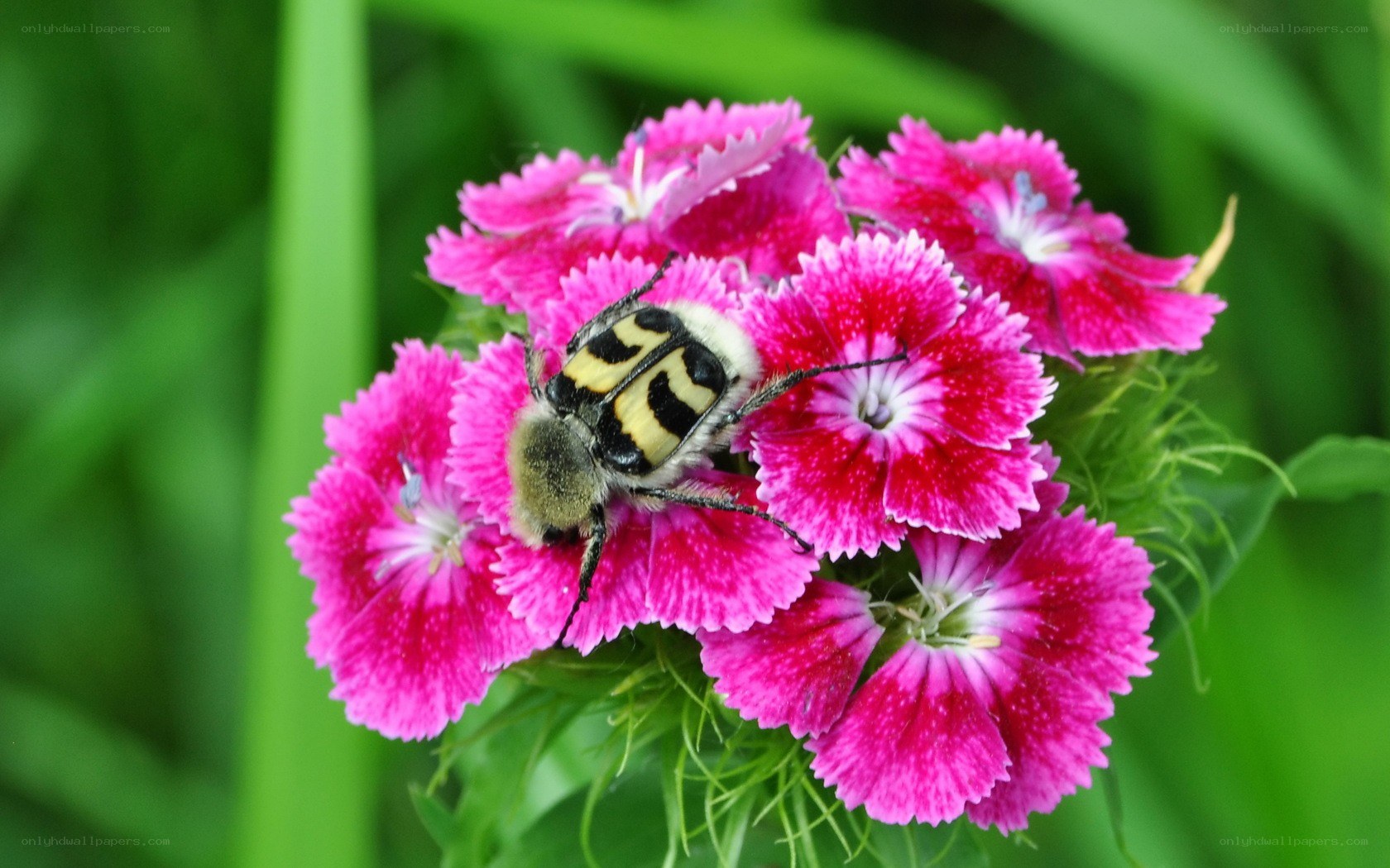 bee on pink flowers