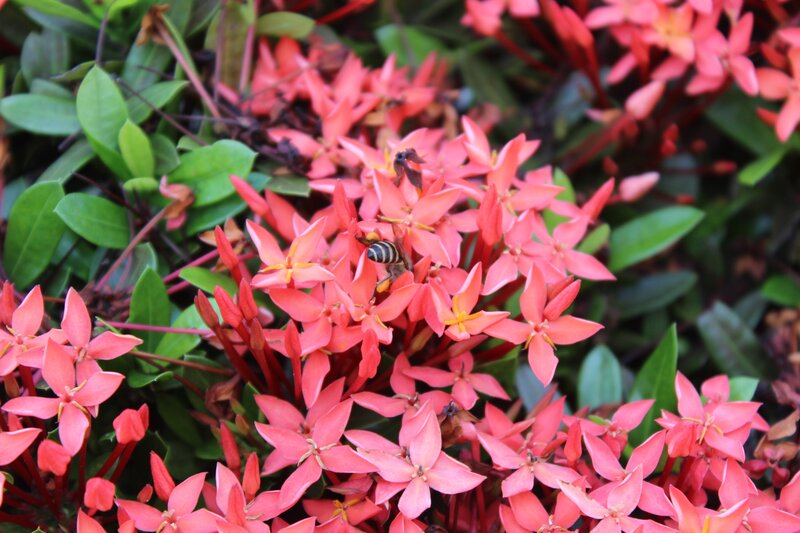 Bee on Pink Flowers — Calm, Afternoon, Photograph