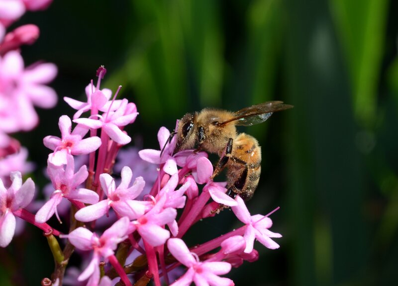 Bee on Pink Flowers — Calm, Afternoon
