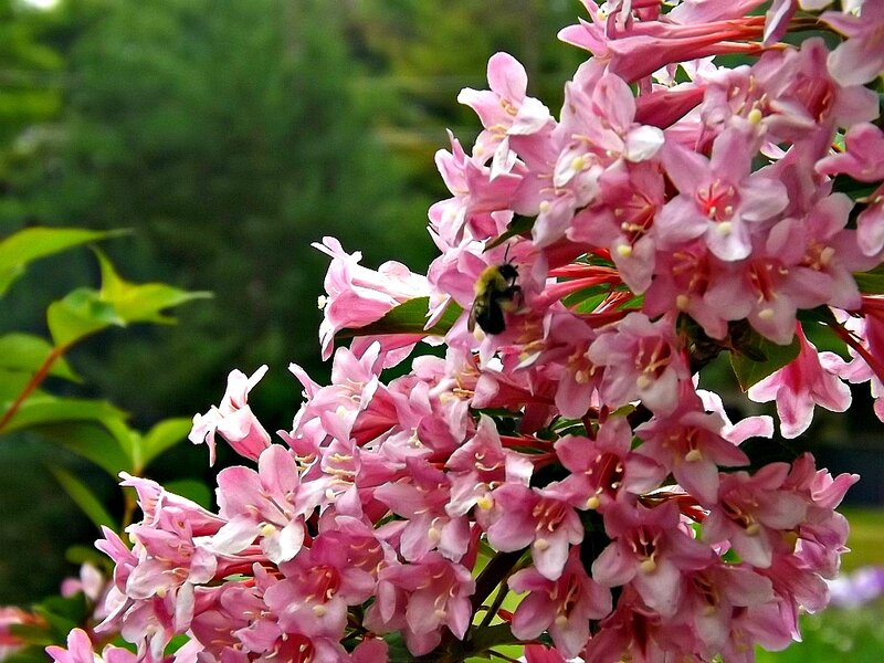 Bee on Pink Flowers — Calm, Spring, Photograph, Leaves