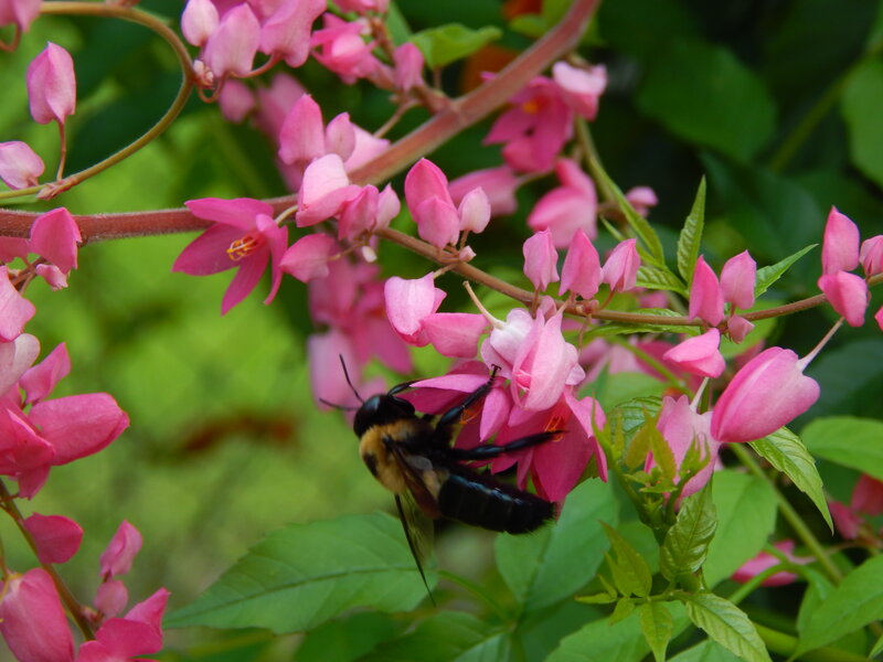 Bee on Pink Flowers — Calm, Spring, Photograph
