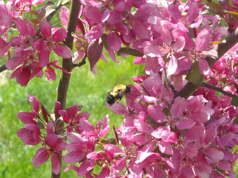 Bee on Pink Flowers — Calm, Spring