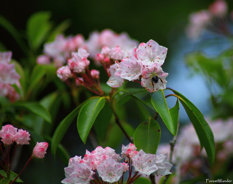 Bee on Pink Flowers — Calm