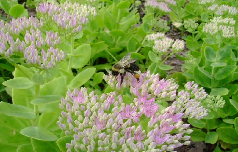 Bee on Pink Flowers — Green