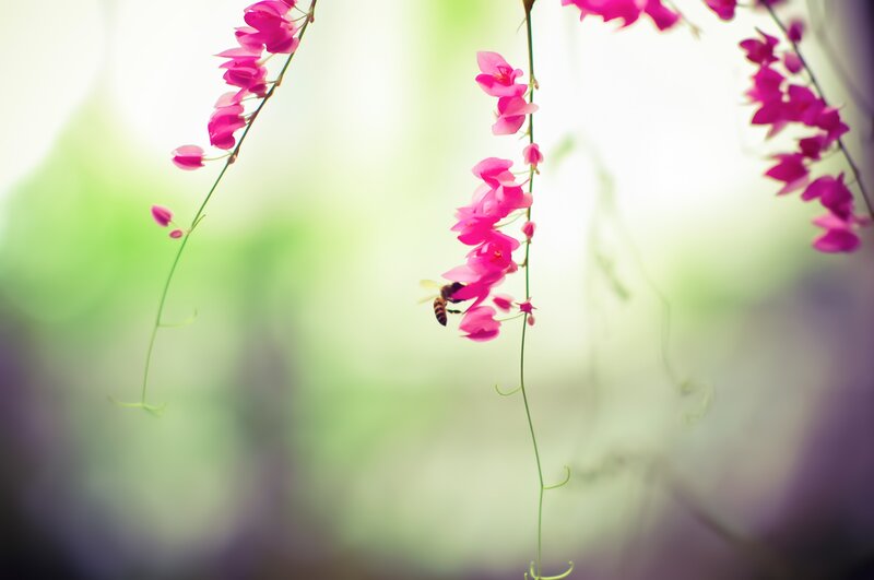Bee on Pink Flowers — Serene, Morning
