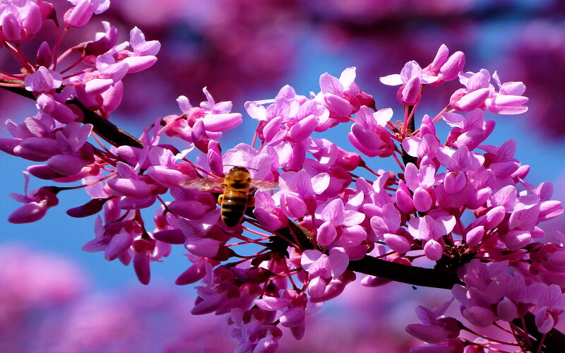 Bee on Pink Flowers — Serene, Spring