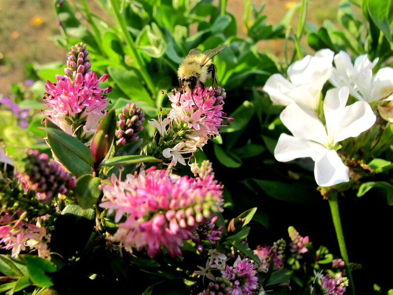 Bee on Pink Flowers — Serene