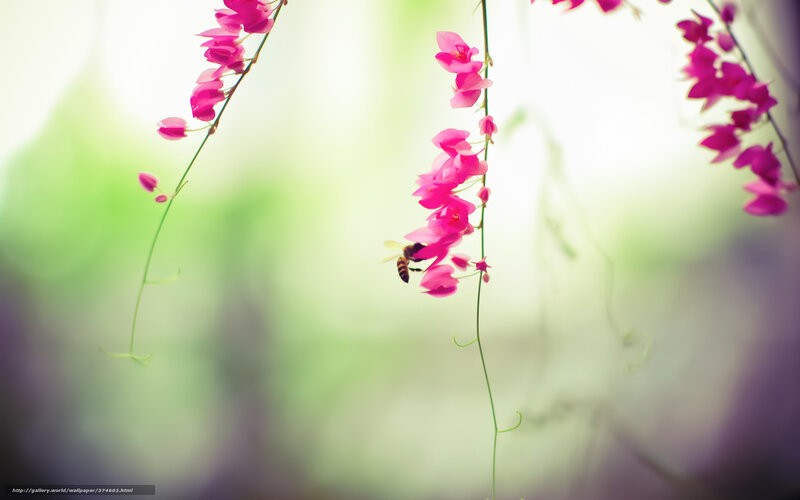 Bee on pink flowers