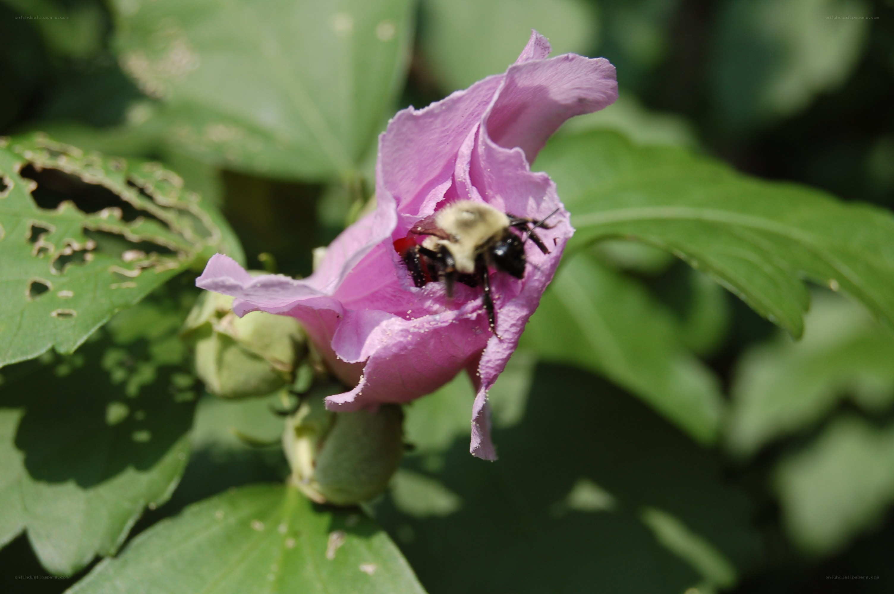bee on pink hibiscus flower