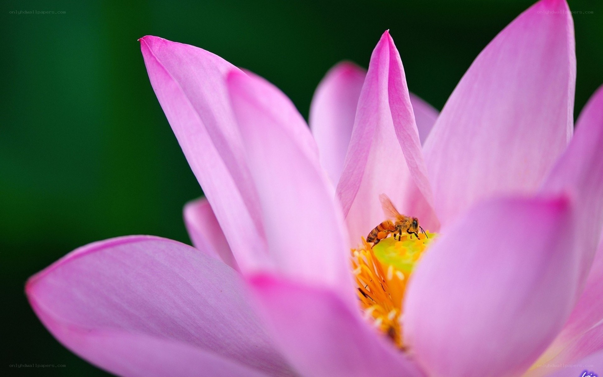 bee on pink lotus flower