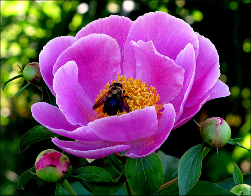 Bee on Pink Peony