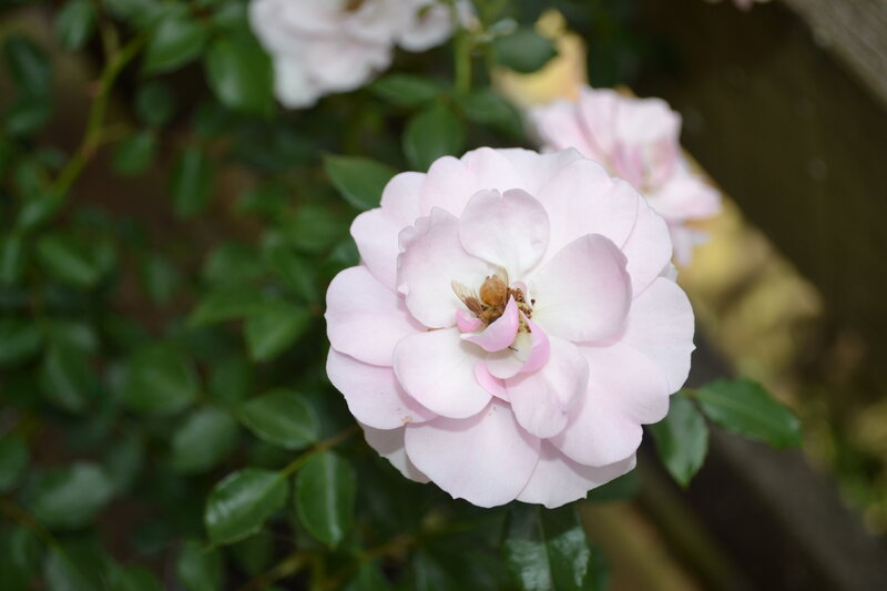 Bee on Pink Rose — Calm, Afternoon, Photograph