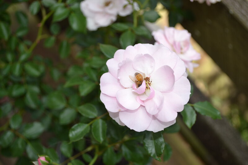 Bee on Pink Rose — Calm, Afternoon
