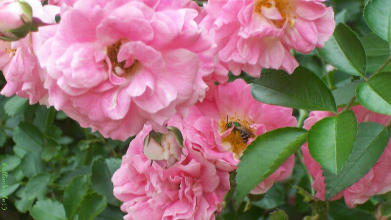 Bee on Pink Rose — Calm, Spring, Photograph, Leaves