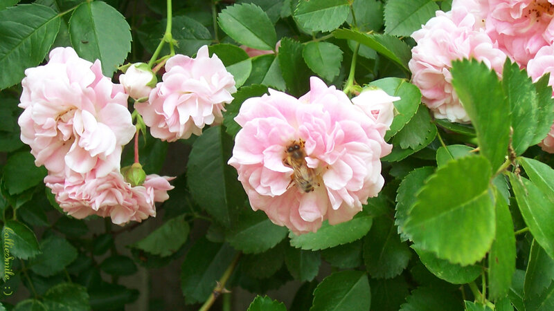 Bee on Pink Rose — Calm, Spring, Photograph