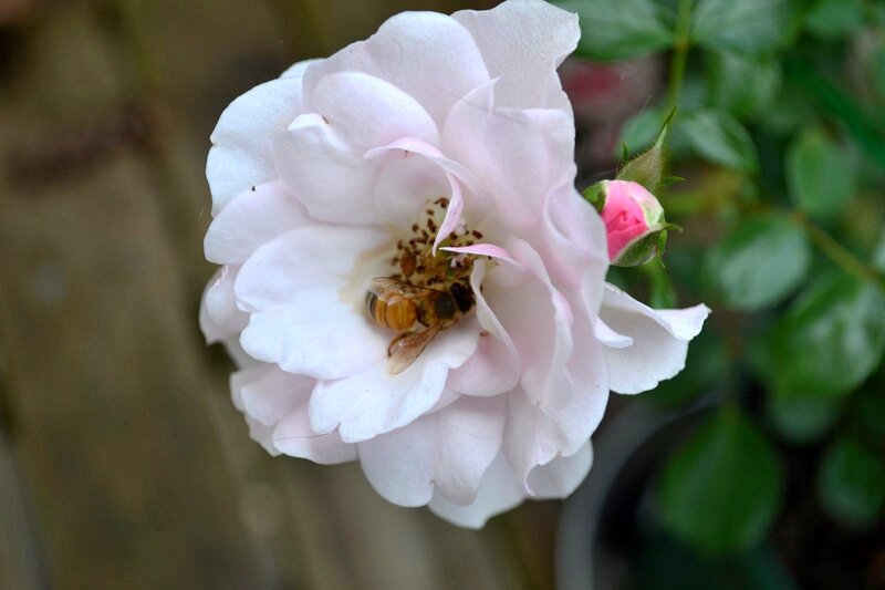 Bee on Pink Rose — Calm, Spring