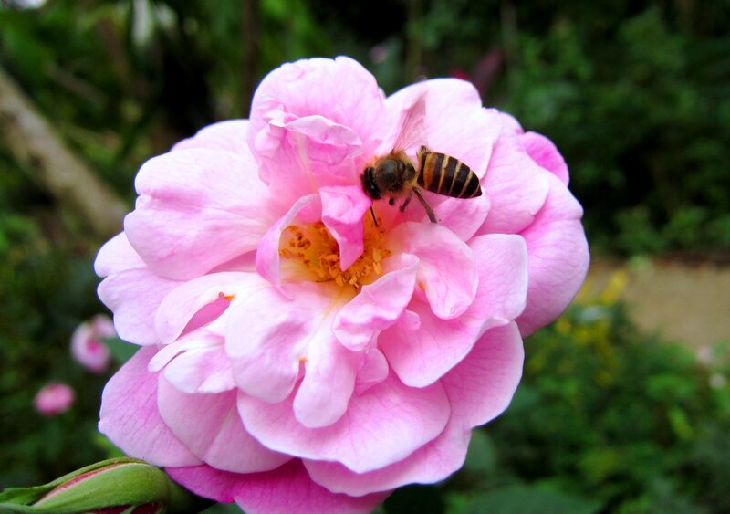 Bee on Pink Rose — Calm