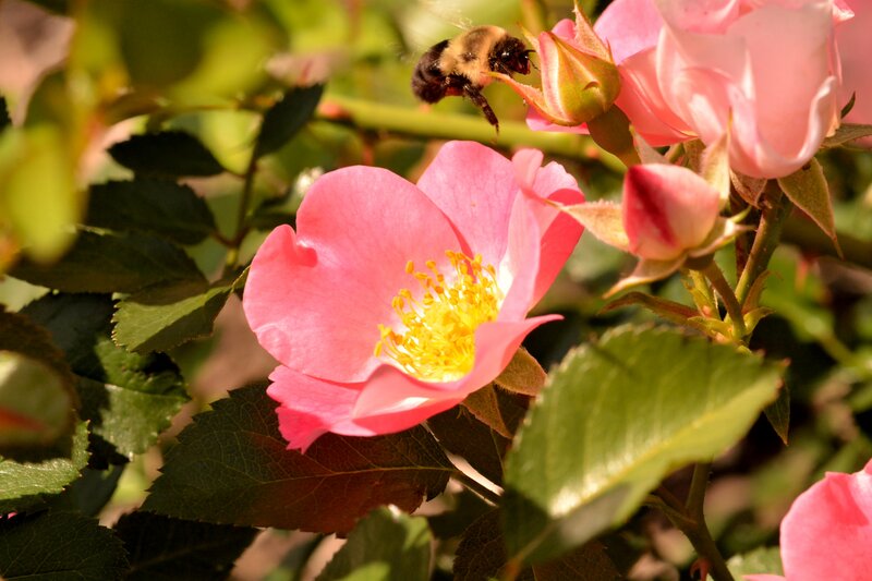 Bee on Pink Rose — Serene
