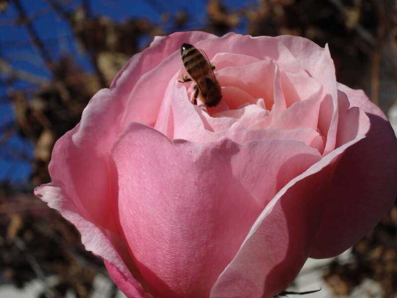 Bee on Pink Rose